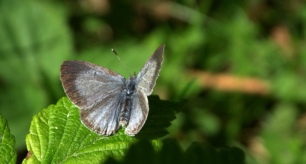 Modraszek wieszczek (Celastrina argiolus)