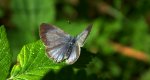 Modraszek wieszczek (Celastrina argiolus)