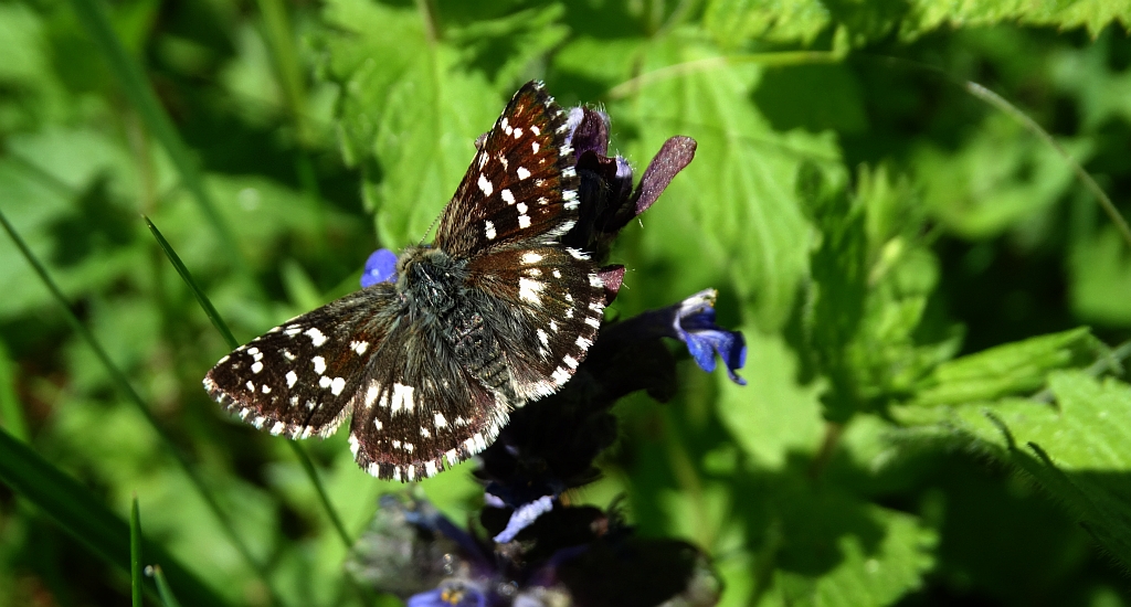 Powszelatek malwowiec (Pyrgus malvae)