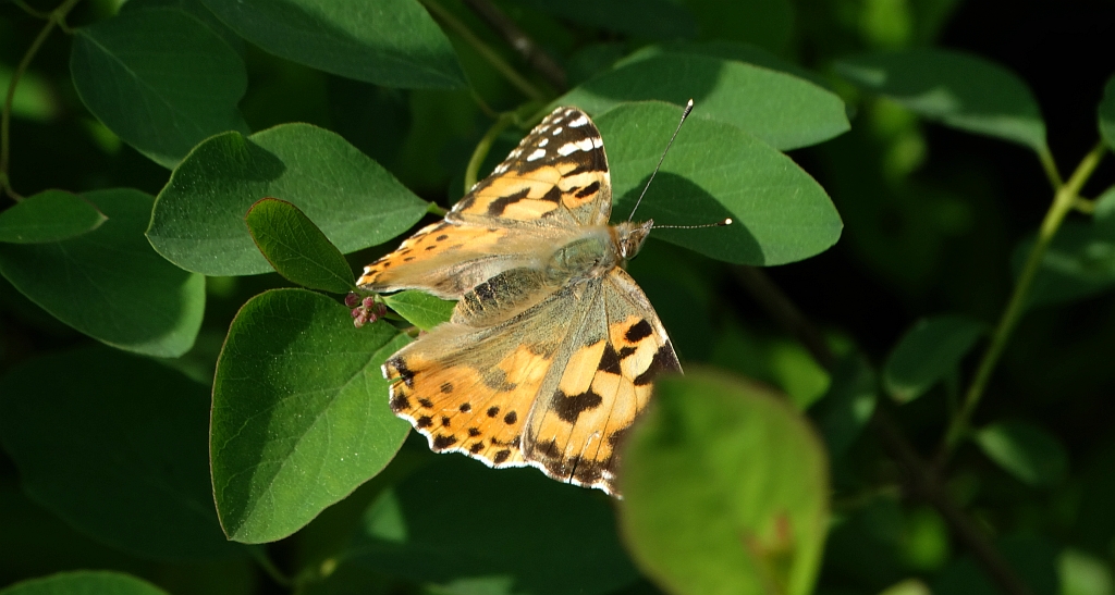 Rusałka osetnik (Vanessa cardui, syn. Cynthia cardui)