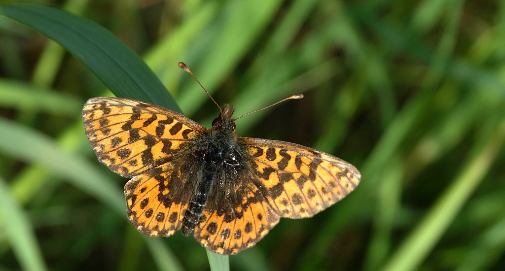 Dostojka dia (Boloria dia)