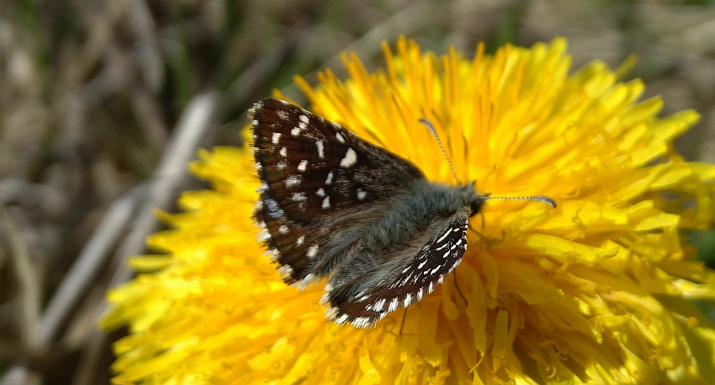 Powszelatek malwowiec (Pyrgus malvae)
