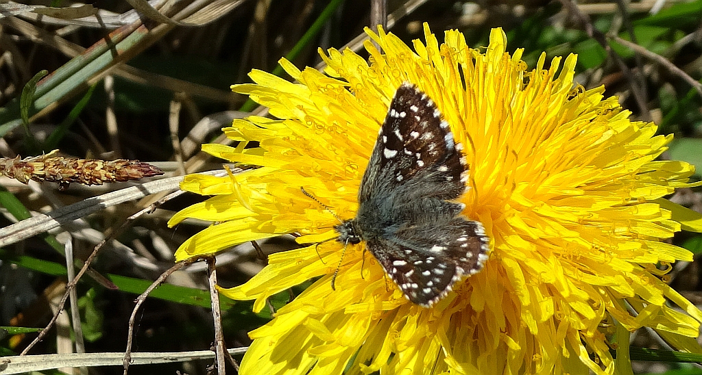 Powszelatek malwowiec (Pyrgus malvae)