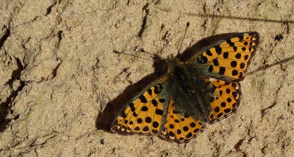 Dostojka latonia (Issoria lathonia)