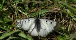 Niepylak mnemozyna (Parnassius mnemosyne)