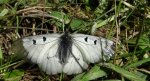 Niepylak mnemozyna (Parnassius mnemosyne)