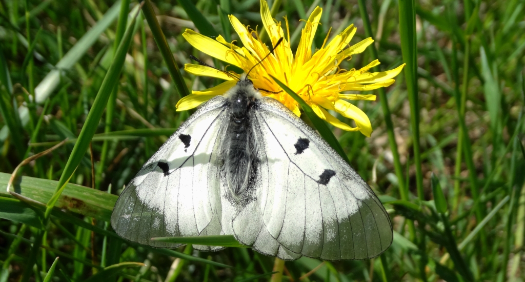 Niepylak mnemozyna (Parnassius mnemosyne)