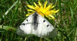 Niepylak mnemozyna (Parnassius mnemosyne)