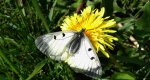 Niepylak mnemozyna (Parnassius mnemosyne)