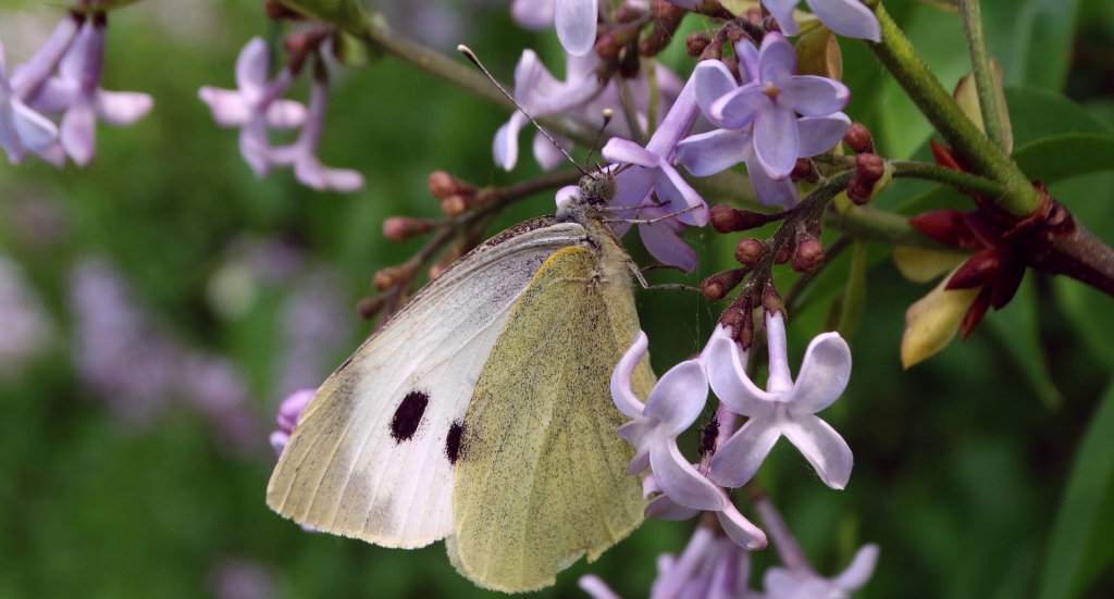 Bielinek kapustnik (Pieris brassicae)