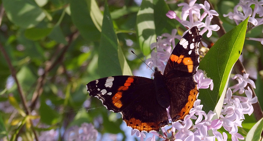 Rusałka admirał (Vanessa atalanta)