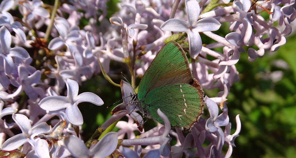 Zieleńczyk ostrężyniec (Callophrys rubi)