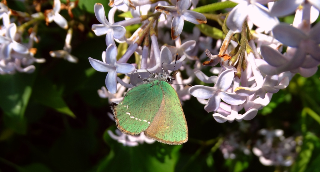 Zieleńczyk ostrężyniec (Callophrys rubi)