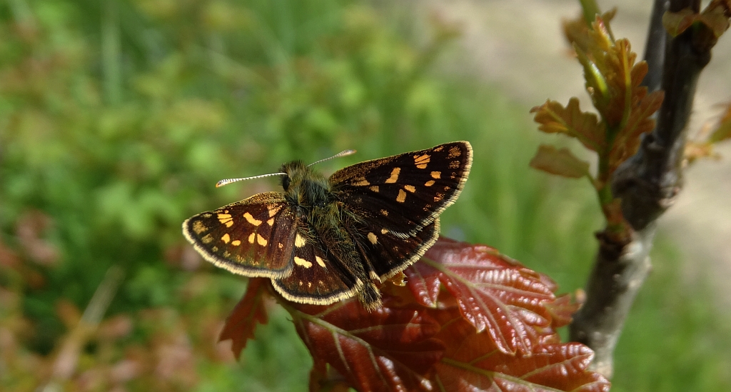 Kosternik palemon ( Carterocephalus palaemon)