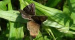 Powszelatek brunatek (Erynnis tages)