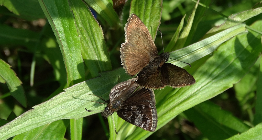 Powszelatek brunatek (Erynnis tages)