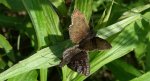 Powszelatek brunatek (Erynnis tages)