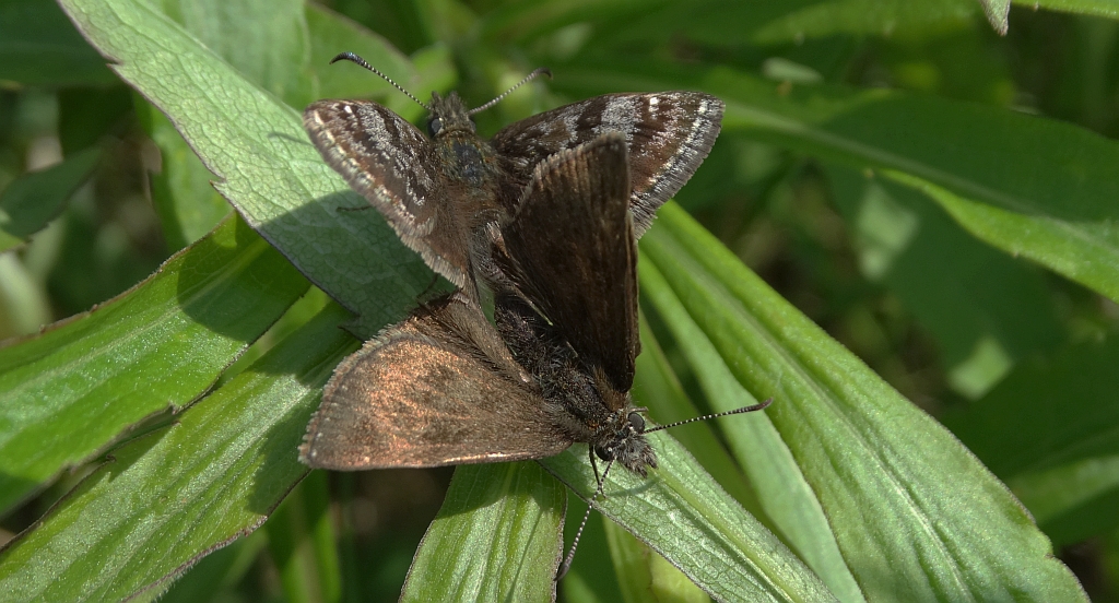 Powszelatek brunatek (Erynnis tages)
