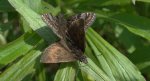 Powszelatek brunatek (Erynnis tages)
