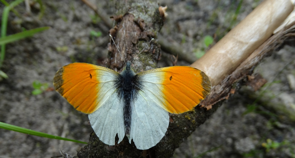 Zorzynek rzeżuchowiec (Anthocharis cardamines)