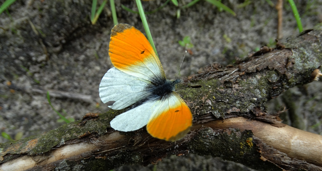 Zorzynek rzeżuchowiec (Anthocharis cardamines)