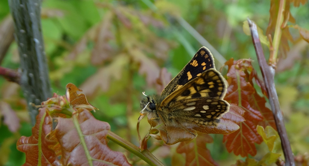 Kosternik palemon ( Carterocephalus palaemon)