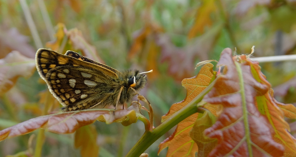 Kosternik palemon ( Carterocephalus palaemon)