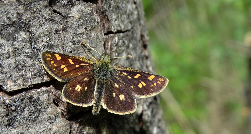 Kosternik palemon ( Carterocephalus palaemon)