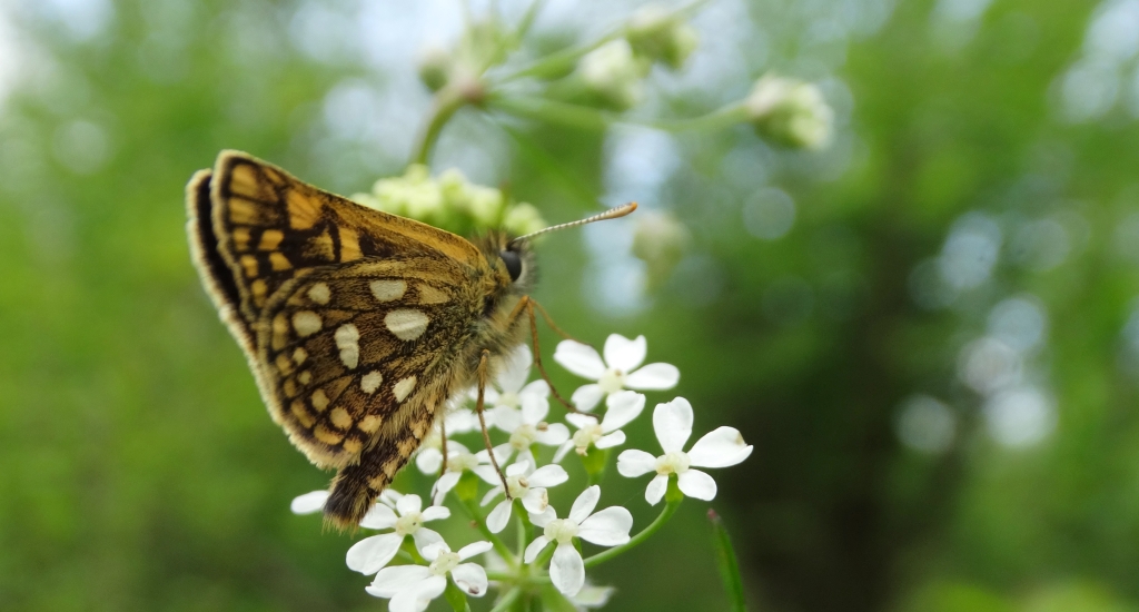 Kosternik palemon ( Carterocephalus palaemon)