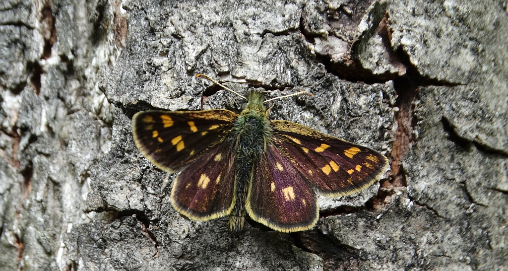 Kosternik palemon ( Carterocephalus palaemon)