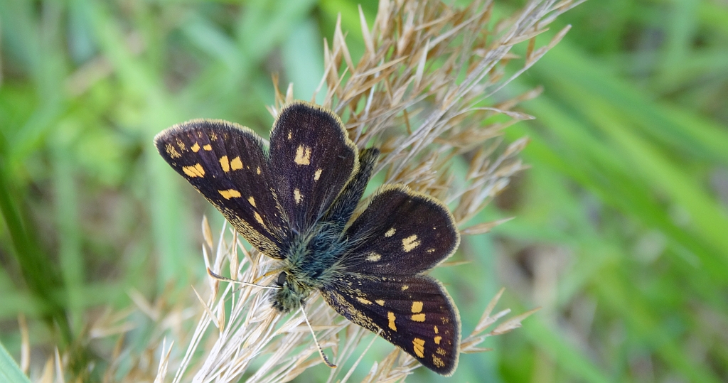 Kosternik palemon ( Carterocephalus palaemon)