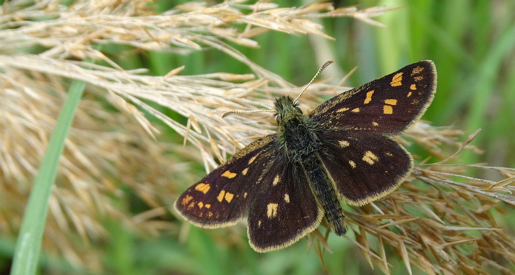 Kosternik palemon ( Carterocephalus palaemon)