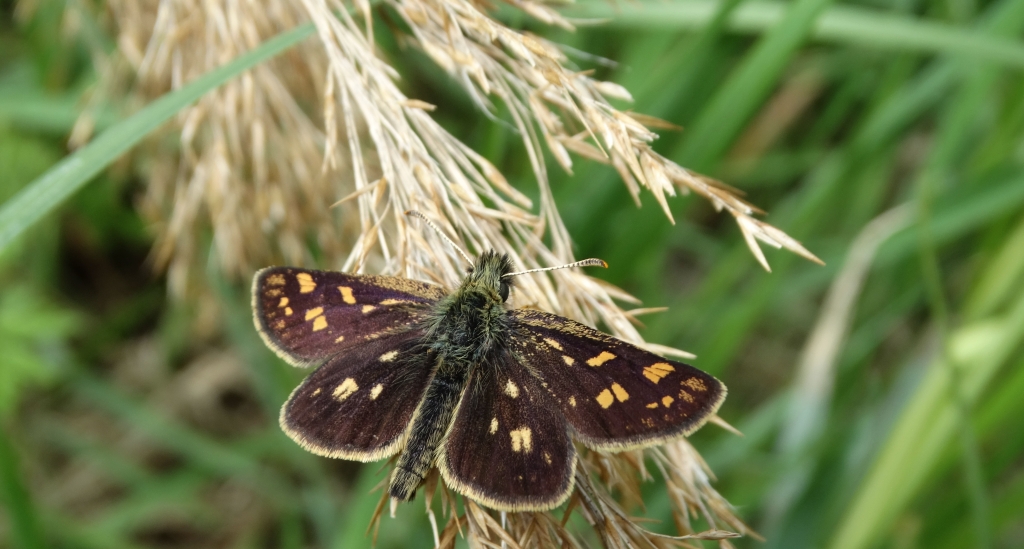 Kosternik palemon ( Carterocephalus palaemon)