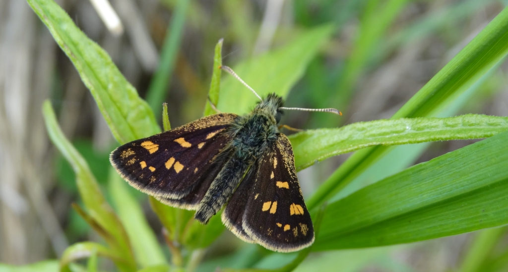 Kosternik palemon ( Carterocephalus palaemon)