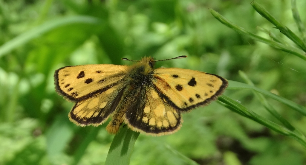 Kosternik leśniak (Carterocephalus silvicola)