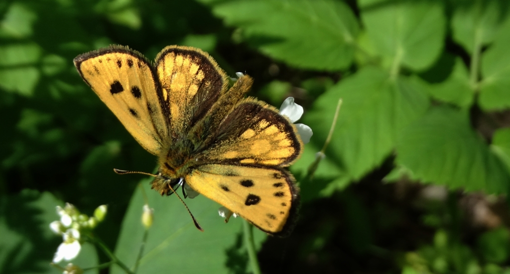Kosternik leśniak (Carterocephalus silvicola)