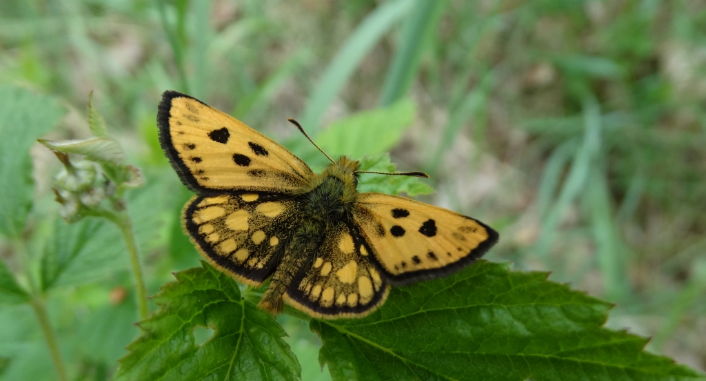 Kosternik leśniak (Carterocephalus silvicola)