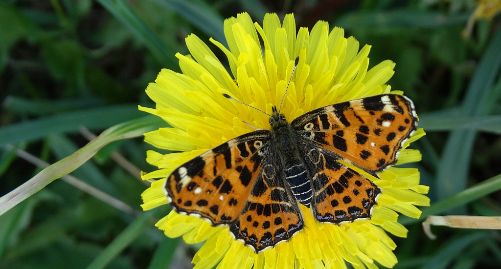 Rusałka kratkowiec (Araschnia levana)
