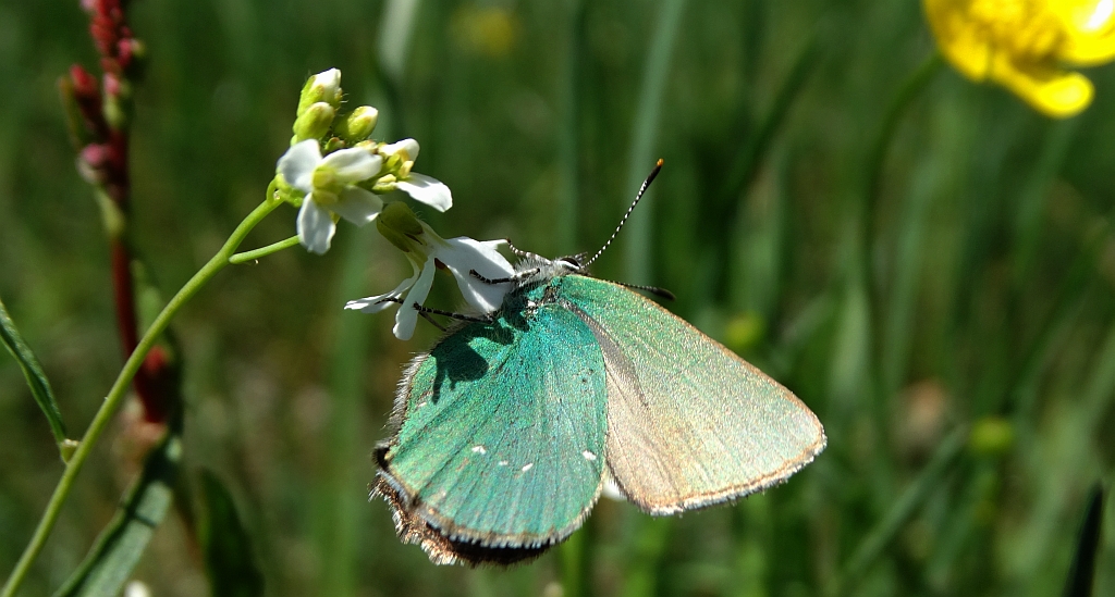 Zieleńczyk ostrężyniec (Callophrys rubi)