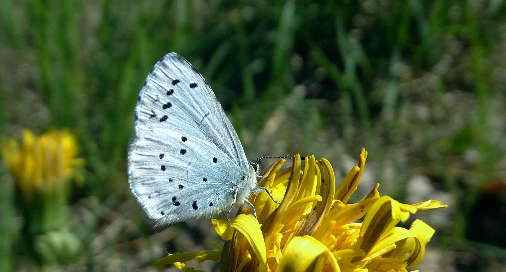 Modraszek wieszczek (Celastrina argiolus)