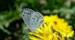 Modraszek wieszczek (Celastrina argiolus)