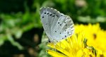 Modraszek wieszczek (Celastrina argiolus)