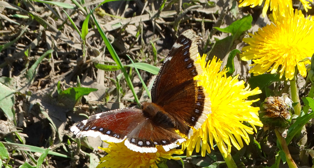Rusałka żałobnik (Nymphalis antiopa)