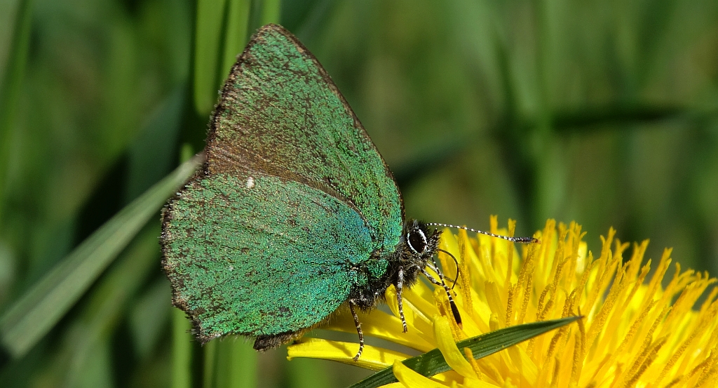 Zieleńczyk ostrężyniec (Callophrys rubi)