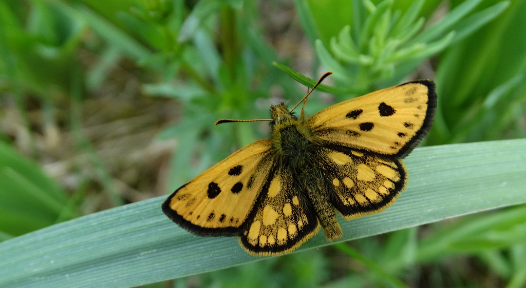 Kosternik leśniak (Carterocephalus silvicola)