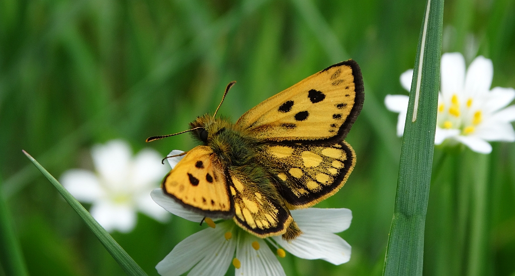Kosternik leśniak (Carterocephalus silvicola)