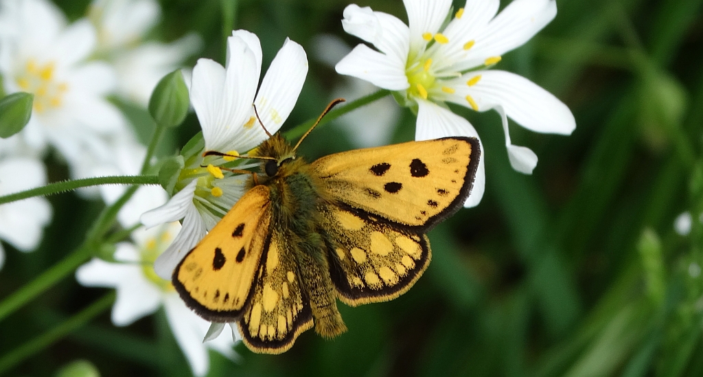 Kosternik leśniak (Carterocephalus silvicola)