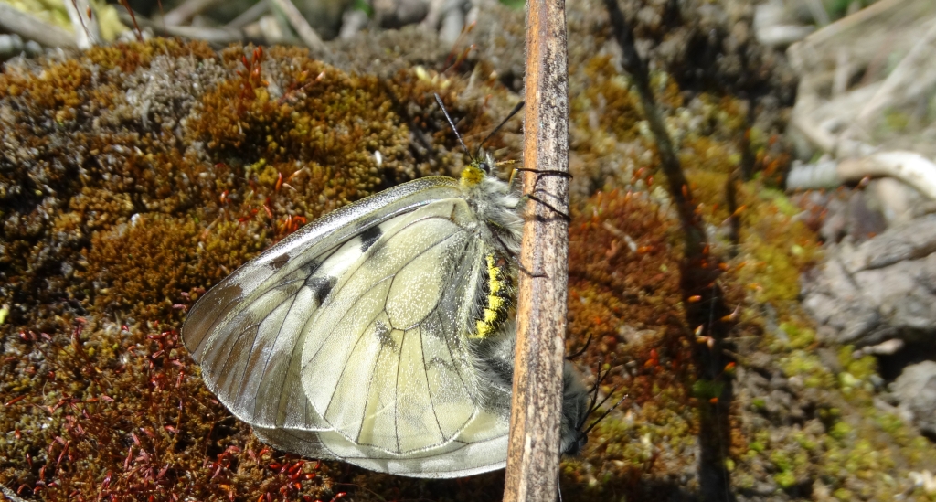 Niepylak mnemozyna (Parnassius mnemosyne)
