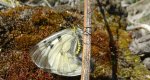 Niepylak mnemozyna (Parnassius mnemosyne)