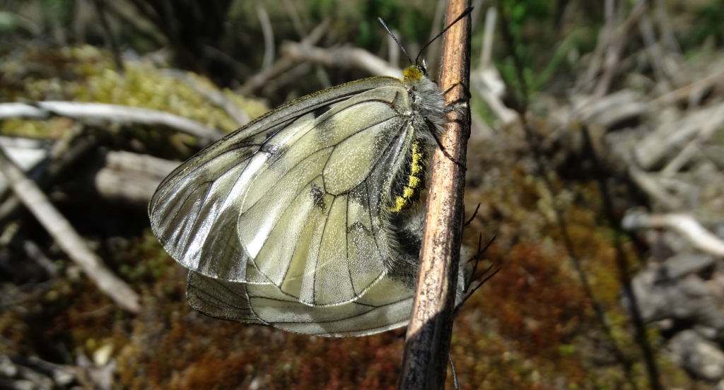 Niepylak mnemozyna (Parnassius mnemosyne)